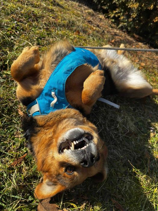 Teddy szuka domu 1,5 kg