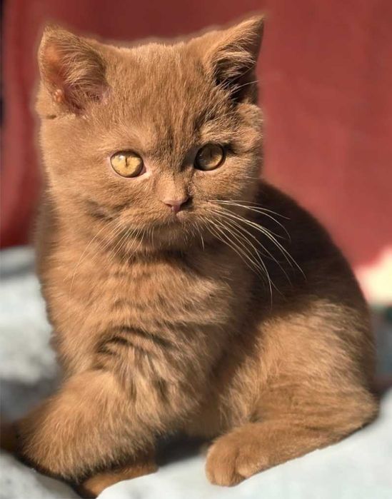 British Shorthair cinnamon com pedigree