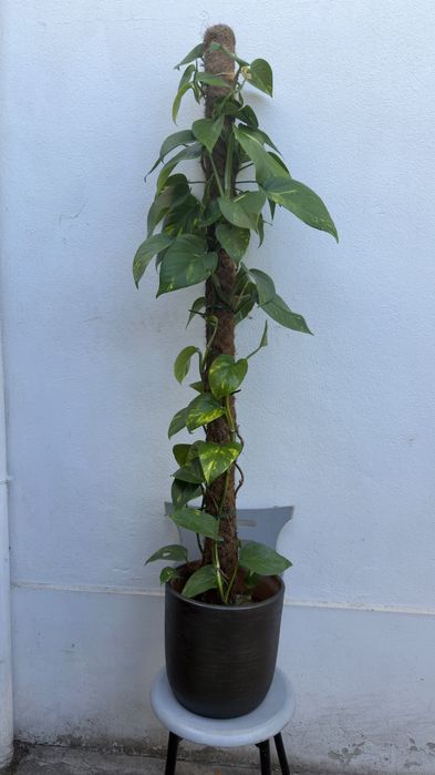 Planta jiboia | Epipremnum aureus.