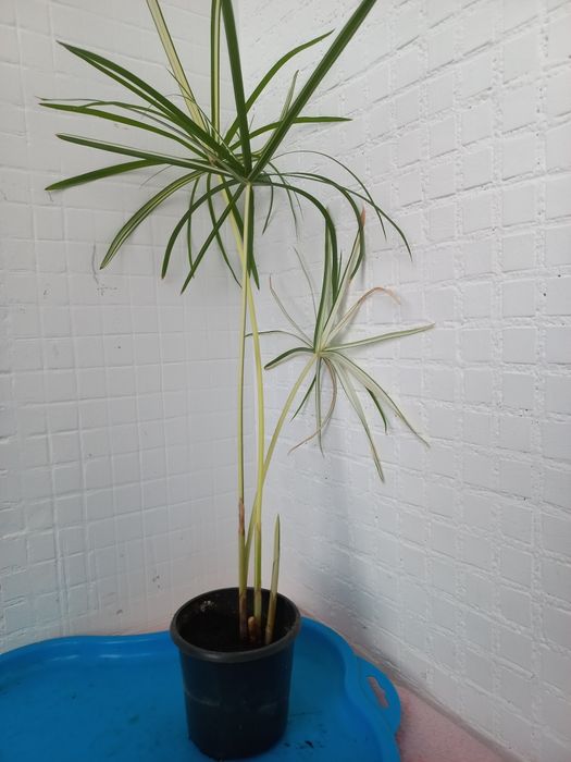 Циперус варієгатний вариегатный