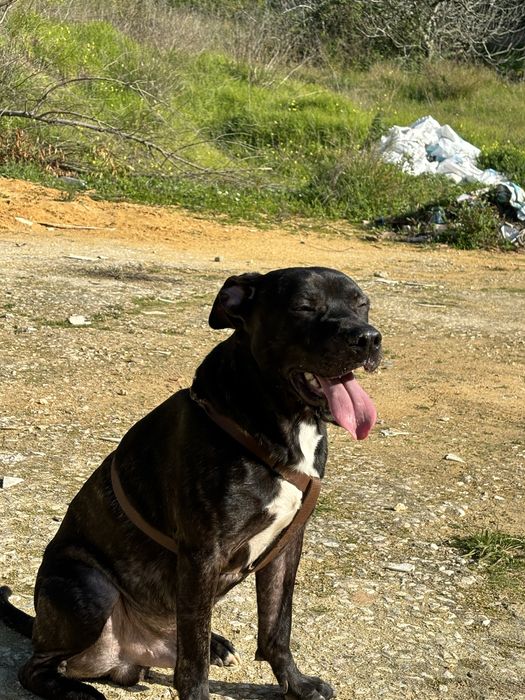 O Baco procura uma nova família
