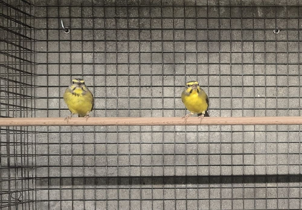 Casal Canários Moçambique