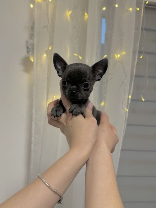 Piesek chihuahua XXS