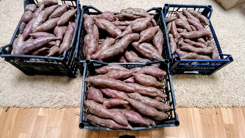 Дієтичний екологічний Батат