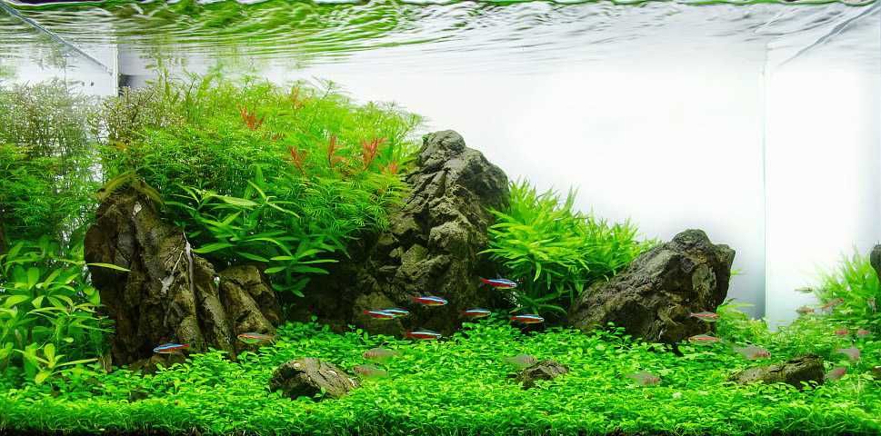 Глоссостигма. Аквариумные растения