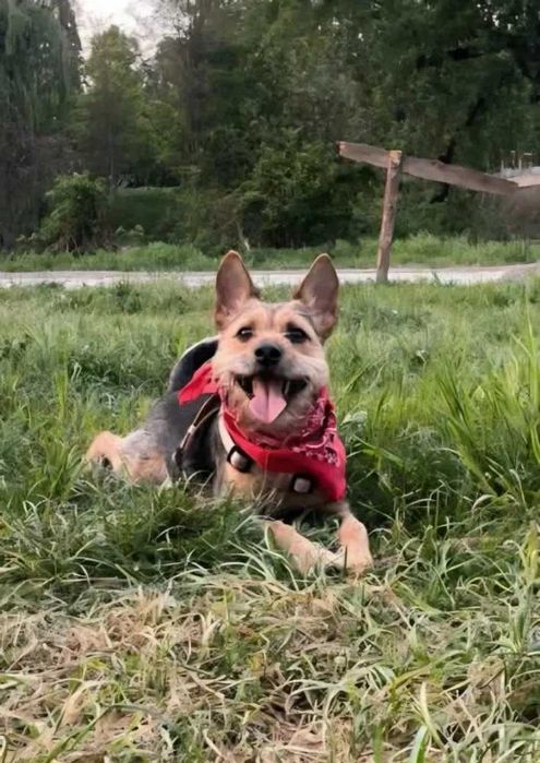 Tadzio - młodziutki terierek do adopcji!