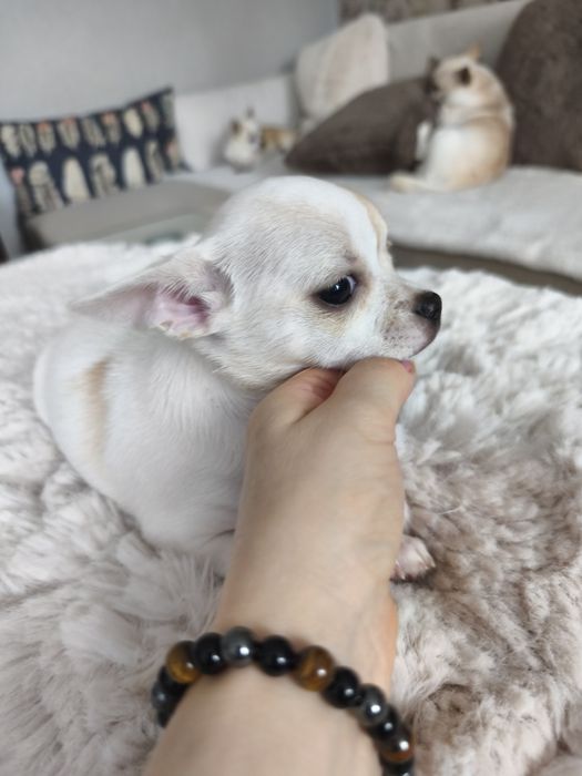 Suczka chihuahua krótkowłosa