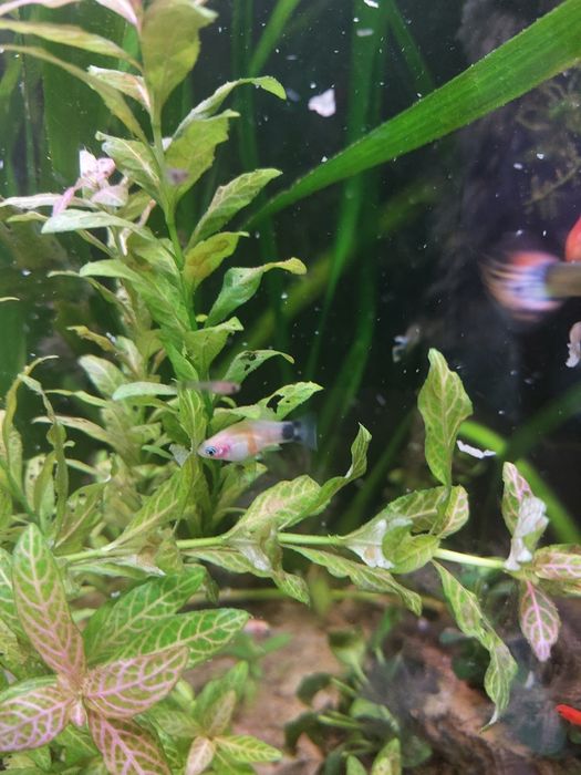 Guppy Sortido // Platys mickey mouse