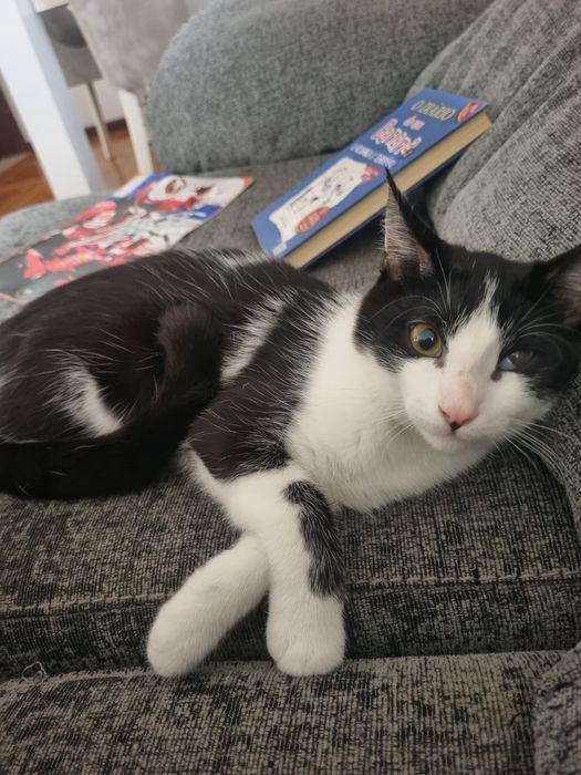 Gatinha para adoção com deficiência ocular