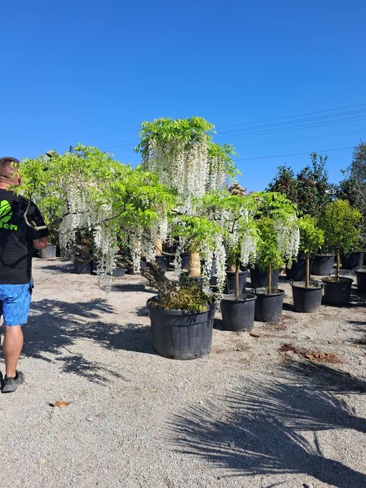 Wisteria/Glicynia biała i fiolet IMPONUJĄCE DRZEWO