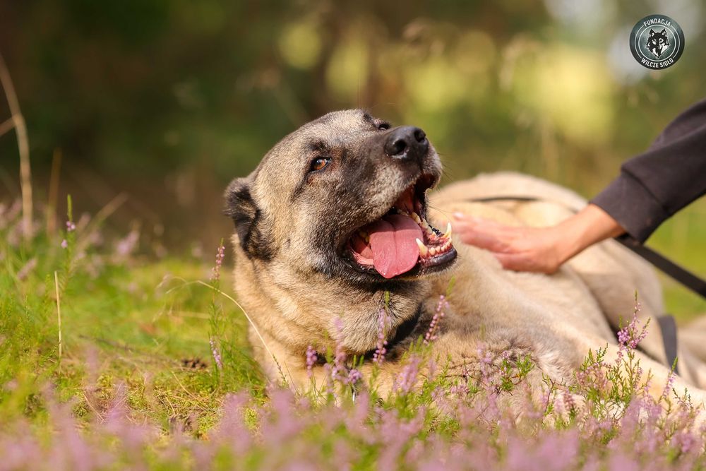 Hektor , około 4 letni kangal do adopcji z fundacji