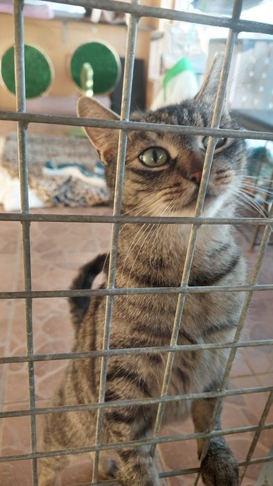 Koty do adopcji szukają domu