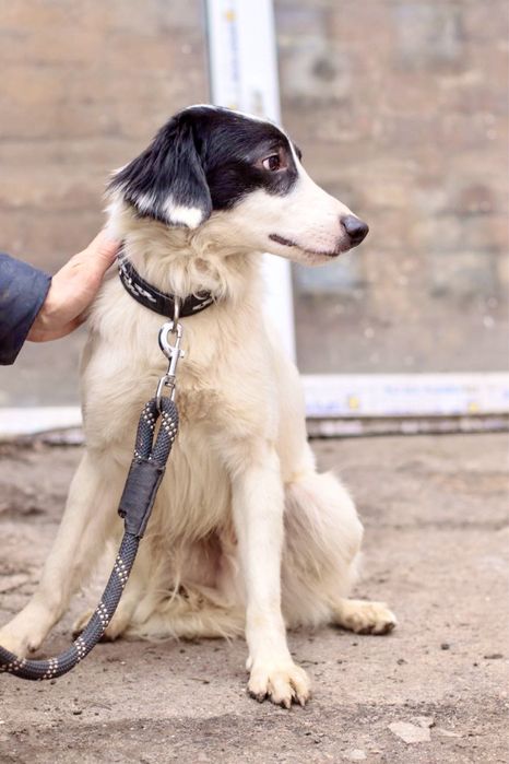 Милый мальчик Пилот ищет дом