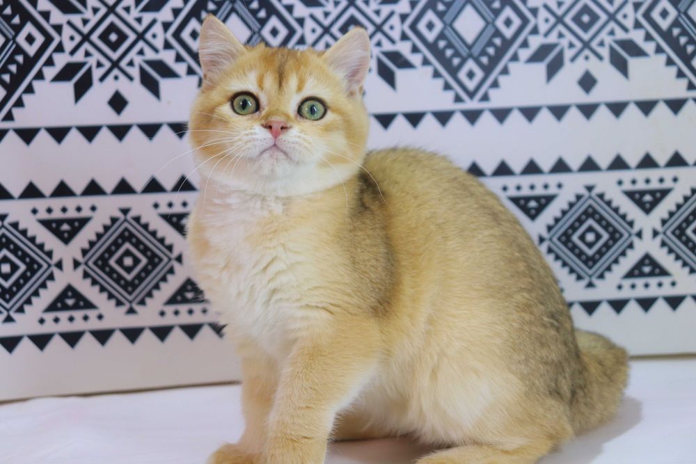 Чудова британська кішечка з вакцинами