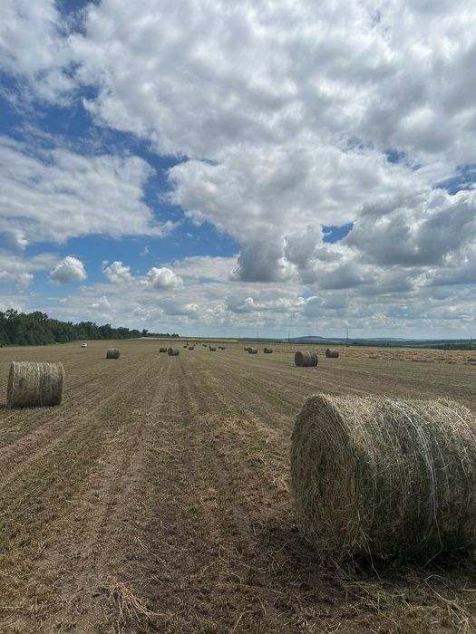 Сіно люцерни в об'ємних тюках