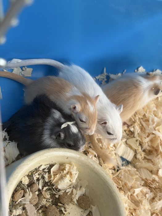 Myszoskoczki do adopcji