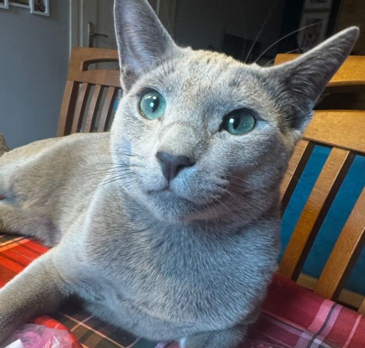 Kot rosyjski niebieski niebieskie