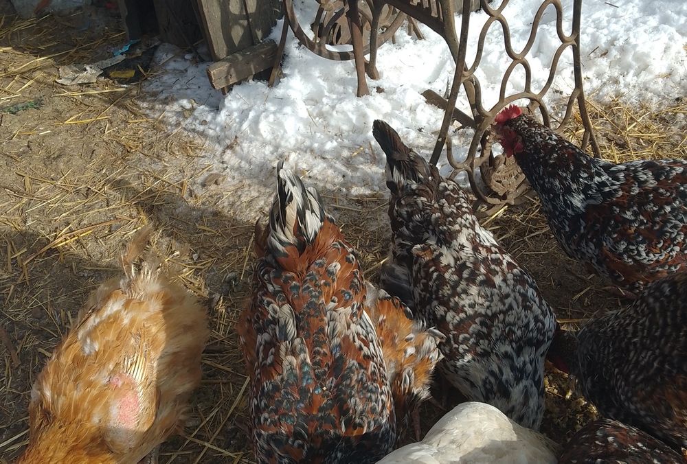 Інкубаційне яйце курей Лівенських ситцевих
