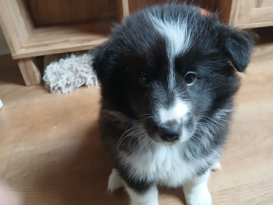 Owczarek szetlandzki - piesek bi black