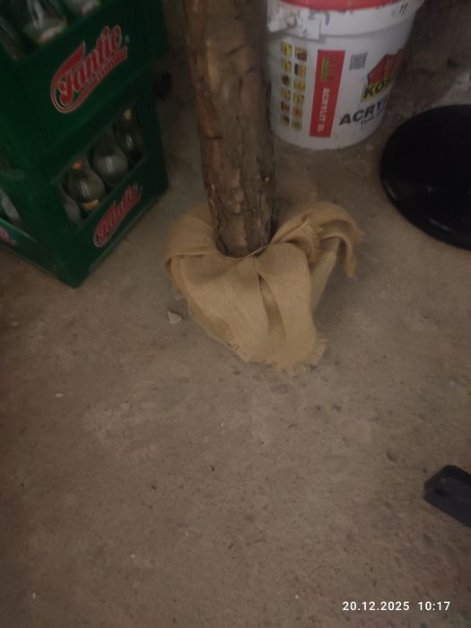 Choinka na pniu stuczna