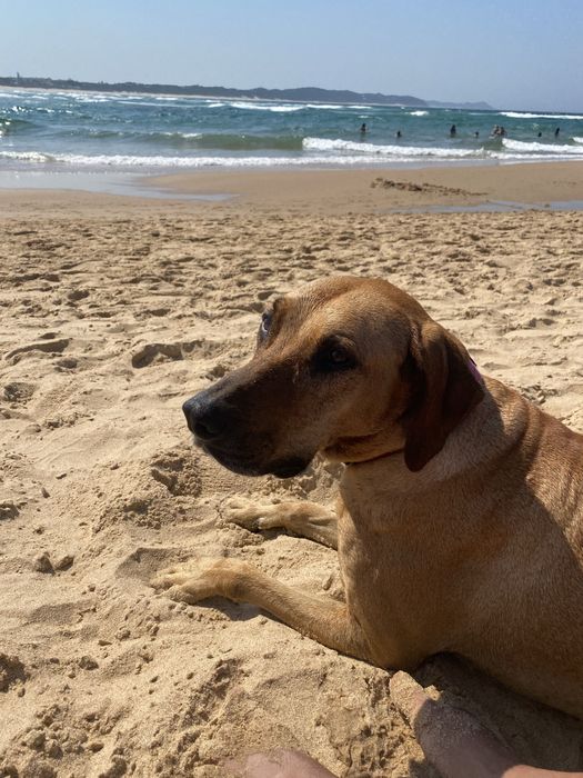 DogWalking/ Petsitting