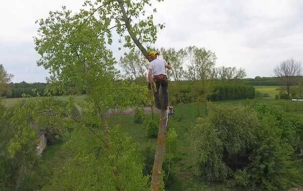 wycinka drzew, pielęgnacja, profesjonalnie