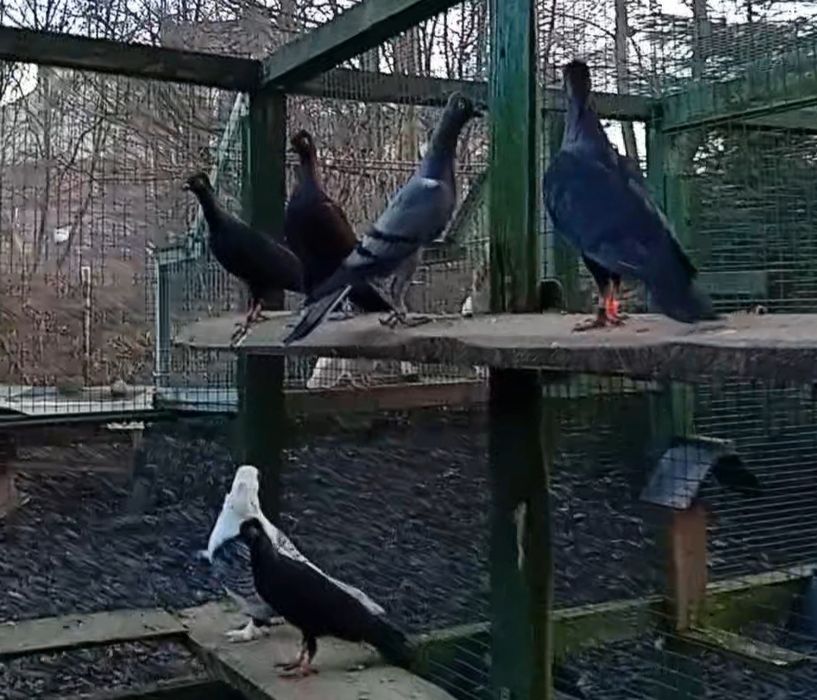 Wiedeńskie Lotne 6 sztuk