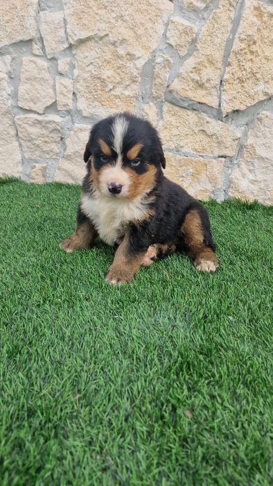Bouvier Bernois disponível para reserva