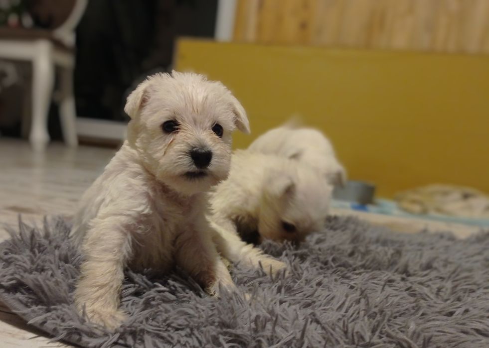 sznaucer miniaturowy miniaturka biały samiec