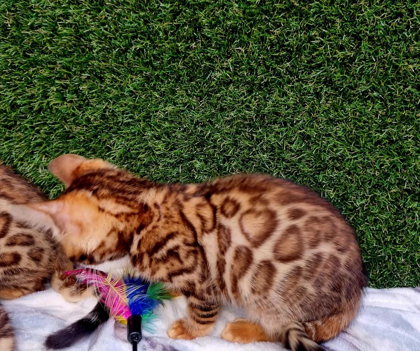 Бенгалята під бонь та готові переїздить. Є вибір! Розплідник WCF