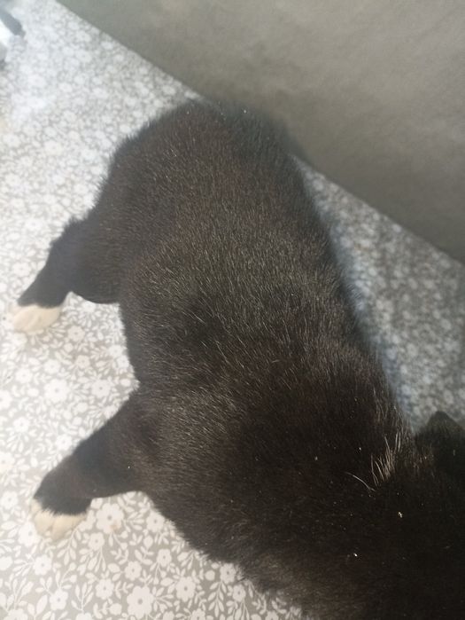 Отдам цуценят в хорошие руки