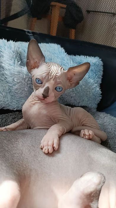 Сфінкс в улюбленці самій кращій мамі