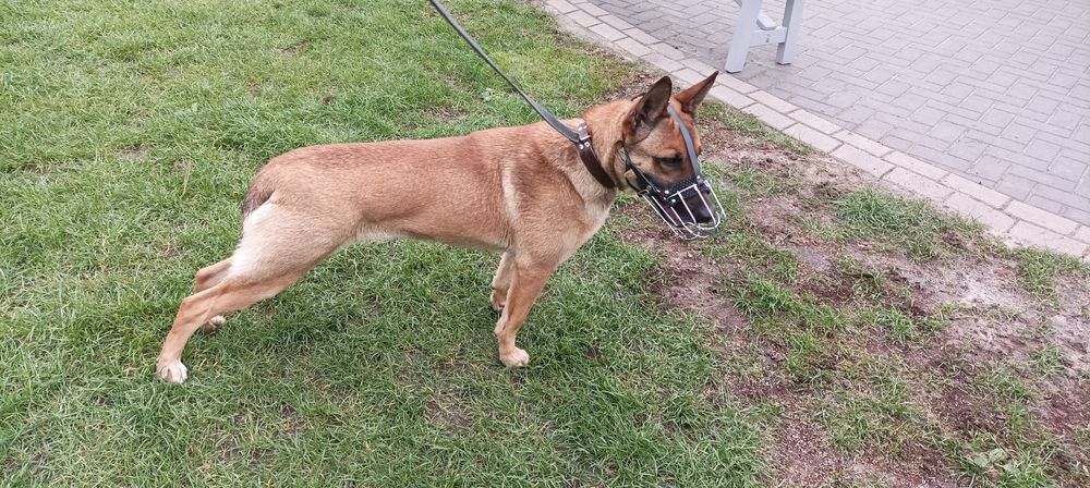 Owczarek Belgijski Malinois