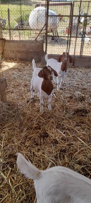 Vendo casal cabras boer