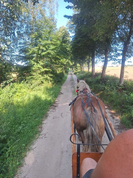 Wynajmę Domek na Farmie