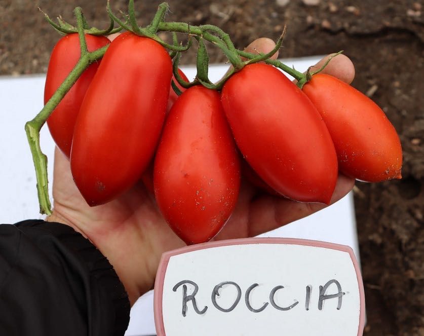 Nasiona pomidora Roccia 30tys