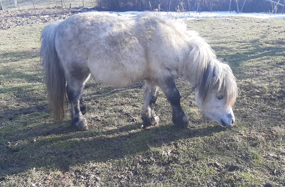 Kucyk ogierek szary 5letni