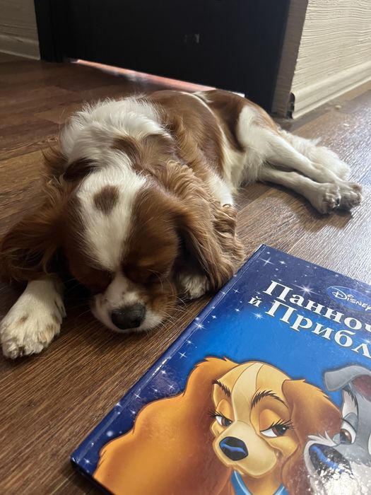 В’язка кавалер кінг чарльз спанієль