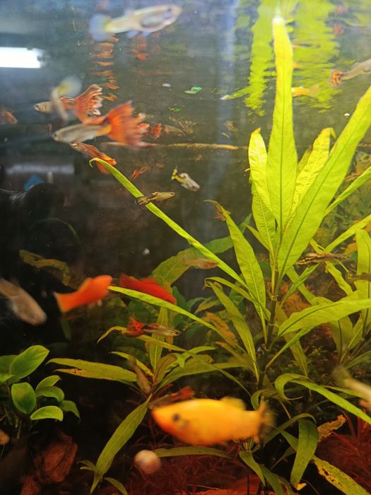 Wymienię samce gupika