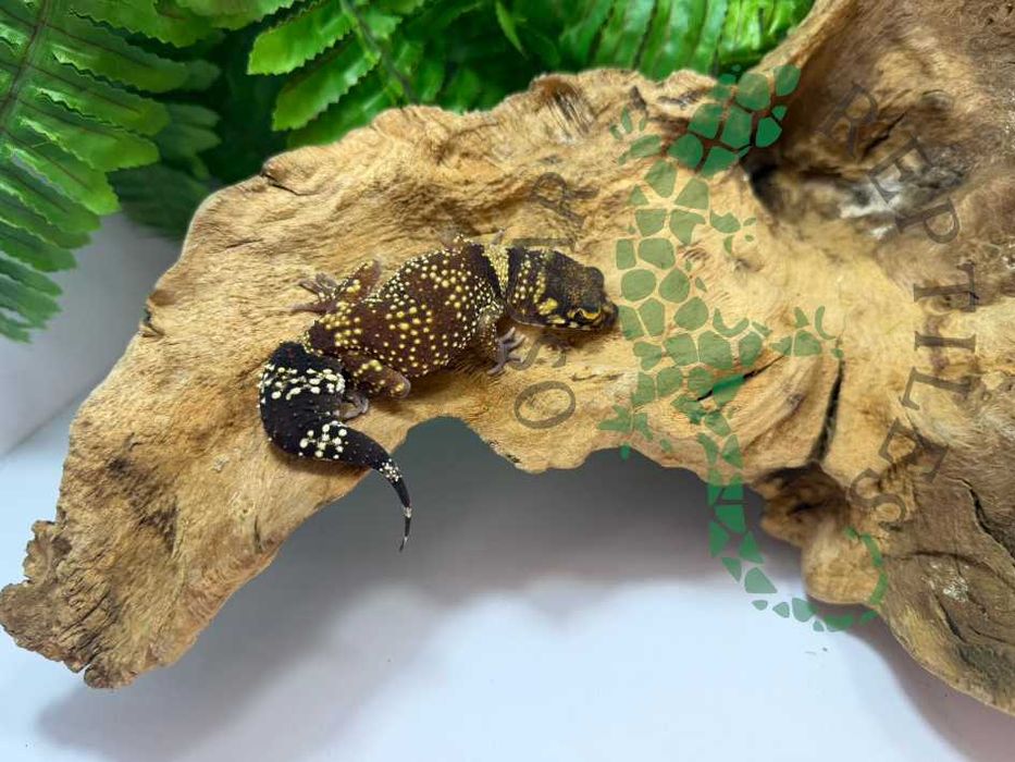 Gekon szczekający gekony underwoodisaurus milii Białystok