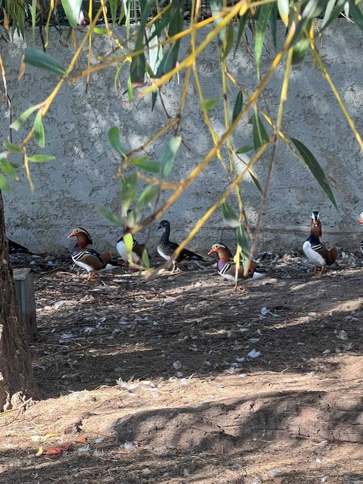 Patos ornamentais Carolinos e Mandarins