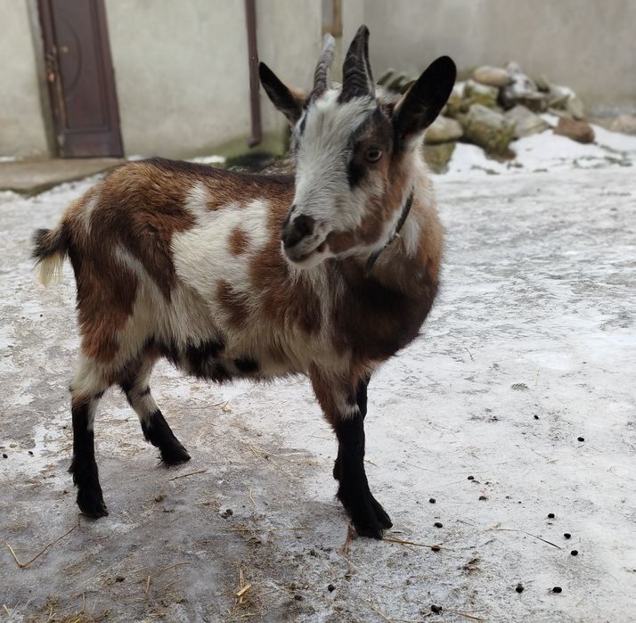 Zminiaturyzowany koziołek wykastrowany