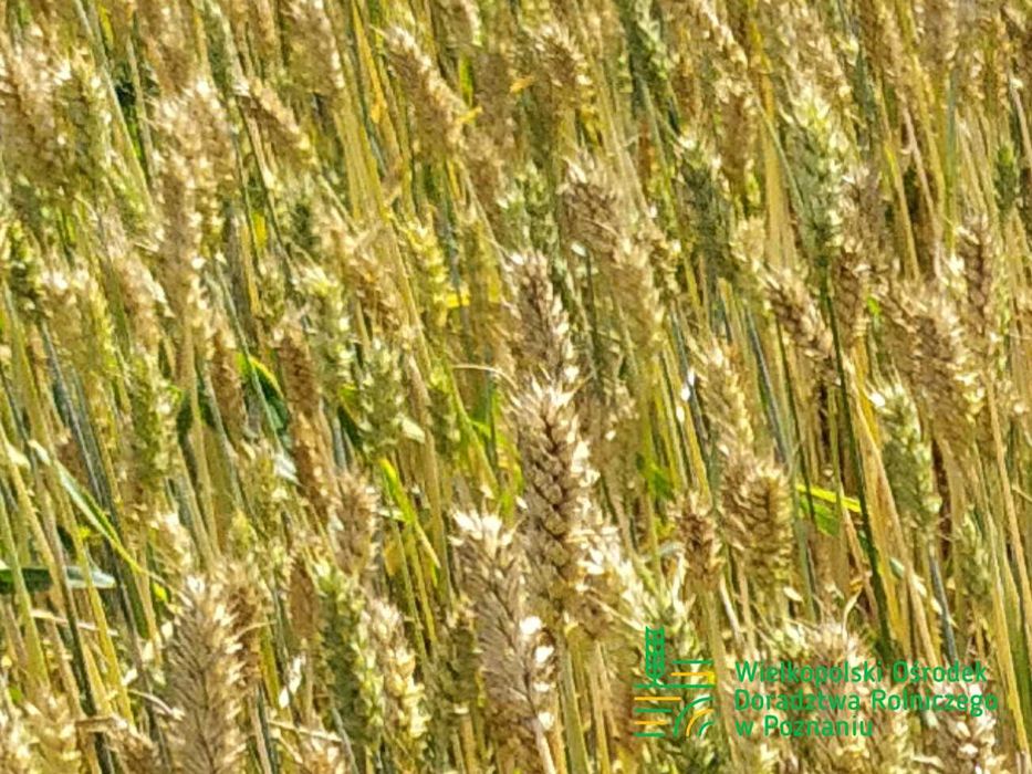 Pszenica Jara JUTRZENKA C/1 Materiał Kwalifikowany