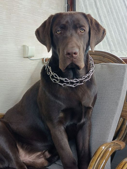 Лабрадор в'язка.