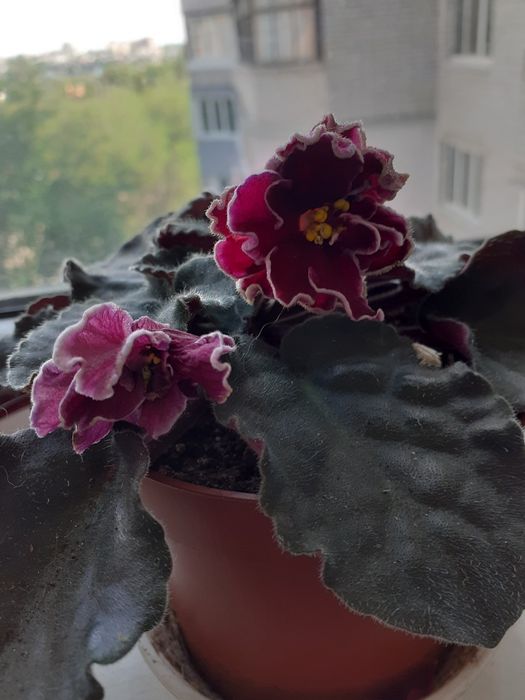 Фиалка, сенполия.