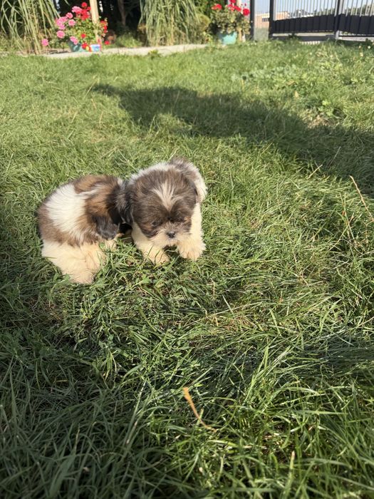 Śliczny Piesek Shih-Tzu Gotowy Do Odbioru,Metryka,Książeczka,Chip !!