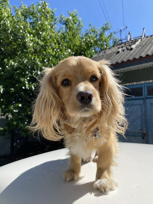 ЗАГУБИВСЯ песик!!!