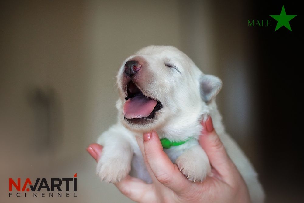 Хлопчик білої швейцарської вівчарки БШВ/БШО