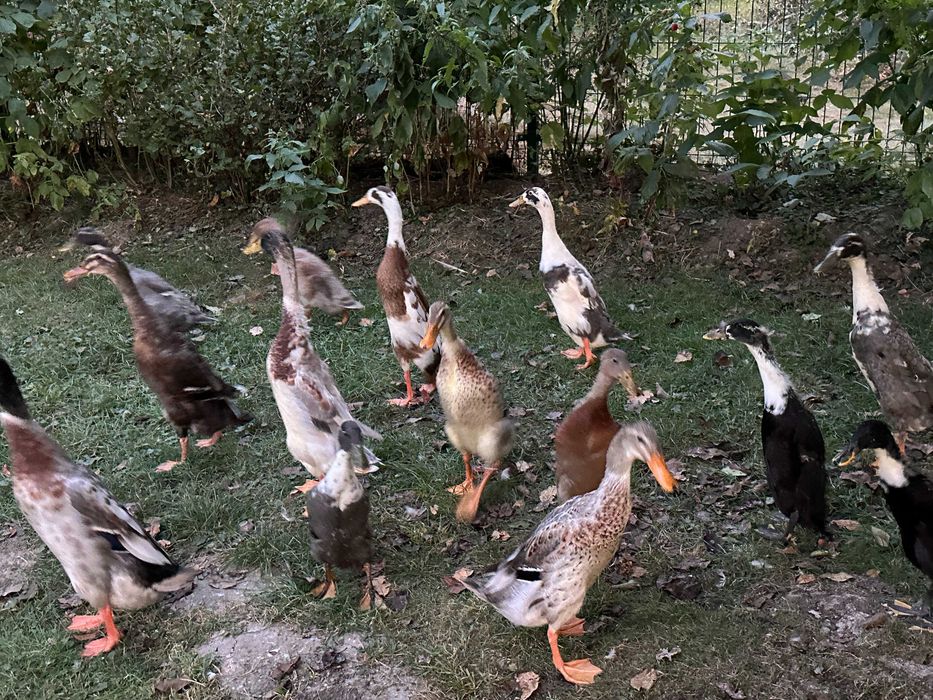 Kaczki biegusy z wiosny dorosłe