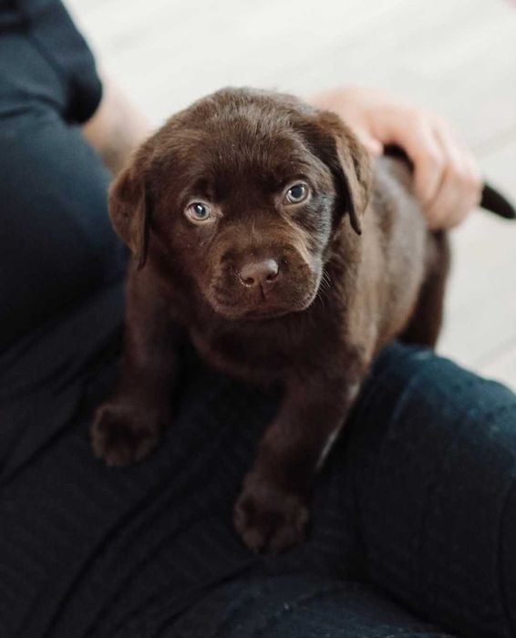 Labrador Czekoladowy Piesek gotowy do odbioru